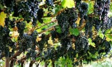 Percorso di riqualificazione professionale da tecnico di cantina-vigneto per disoccupati